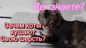 Мейн кун Сева кушает шерсть. Зачем?