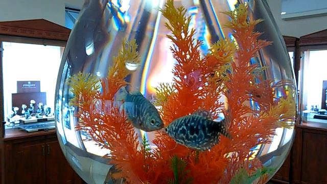 Сладкая парочка смотреть онлайн