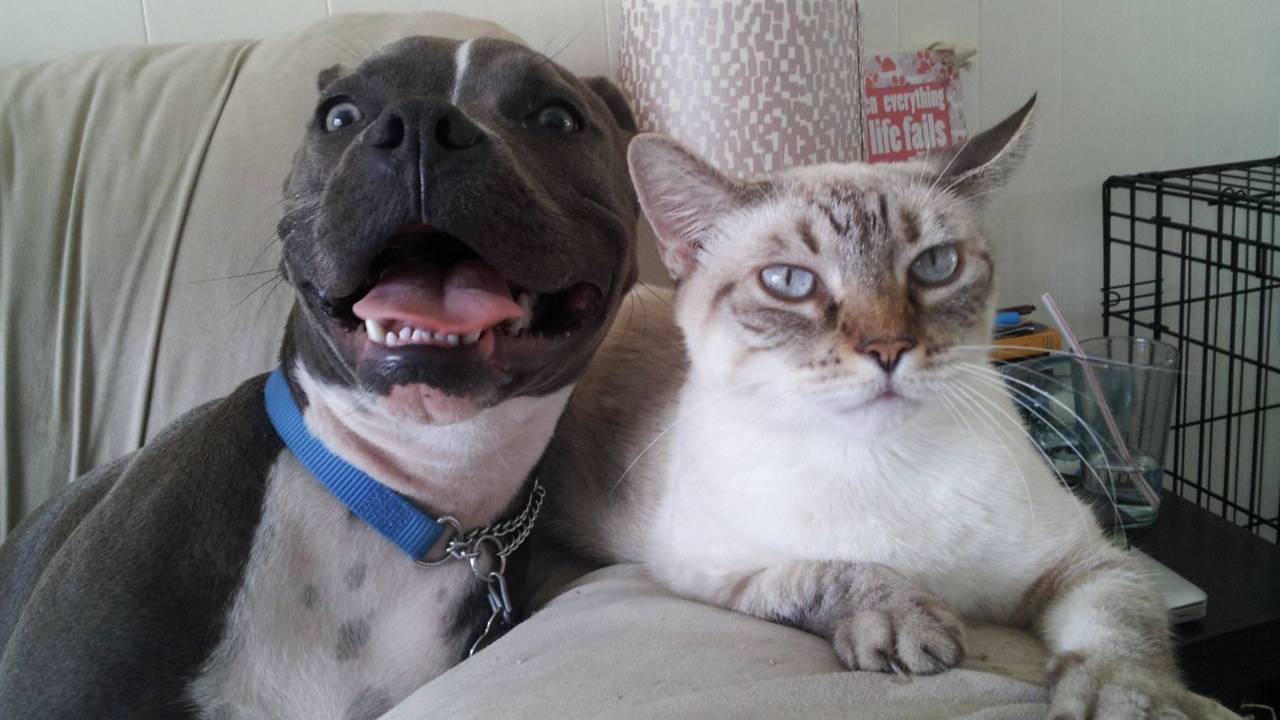 Смешные Видео про Животных, Коты и Собаки Отжигают! Лучшие, Смешные и Забавные Приколы с Животными! смотреть онлайн