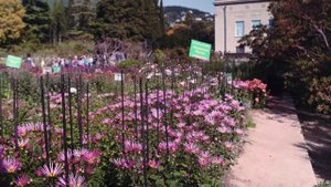 Никитский ботанический сад, октябрь 2021