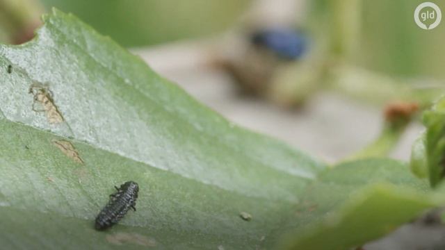 Elzenhaantje | Beekbergerwoud смотреть онлайн