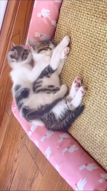 спокойной ночи от котиков #котики #котик #кот #love