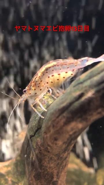 ヤマトヌマエビ抱卵13日目　稚エビになるまでの挑戦 смотреть онлайн