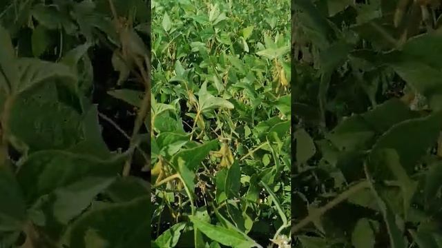 соя сорт опус в 2021 году смотреть онлайн