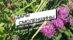 Дары Смоленщины. В лес за грибами, на поле за чабрецом.