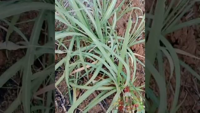 อ้อยสู้ภัยแล้วได้#โสมแดงรู้จักไม่รู้จน #0852334629 #โสมเกาหลีตังกุยจับ #พอลลีนาเน็ทเวิร์ค смотреть онлайн