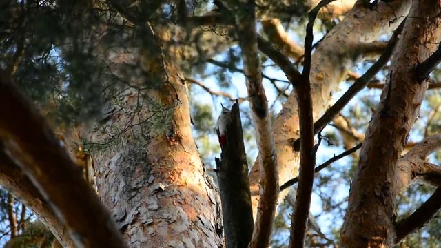 Дятел на дереве смотреть онлайн