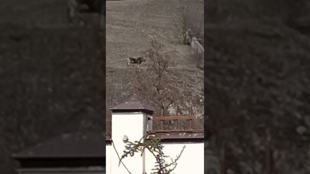 1000322714.mp4 НАЛЬЧИК
 март 2024. Разглядываю   окрестности