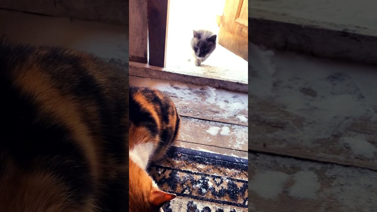 Странное поведение кота Дымки. Сегодня он как Глава! #animals #cat #eating #funny #youtubeshorts