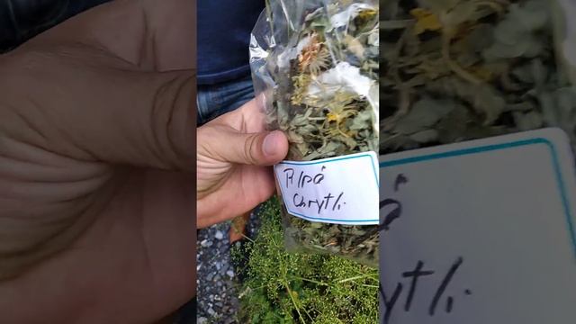 Прогулка в горах Швейцарии 5 смотреть онлайн