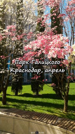 Парк Галицкого, Краснодар. 19 апреля 2025