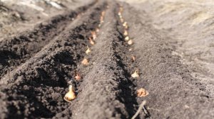 Как посадить ЛУК-СЕВОК ВЕСНОЙ. Весенняя посадка лука с замачиванием в соли, марганцовке и золе