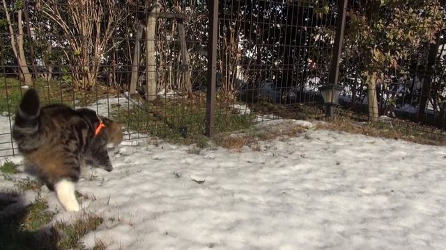 Snow and Maru. смотреть онлайн