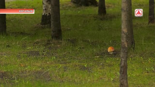 Летний отдых по профсоюзным путёвкам смотреть онлайн