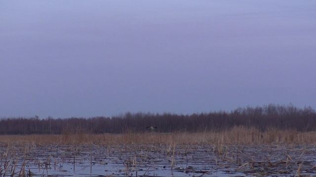 Весенняя охота на селезня