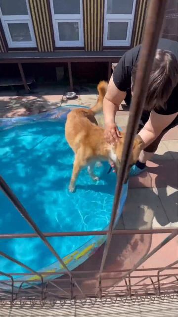 Зоогостиница ЗОО-ГРАД: все лучшее друзьям! смотреть онлайн