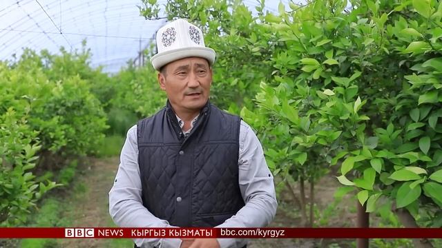 Кыргызстандын бананын жедиңиз беле? - BBC Kyrgyz смотреть онлайн