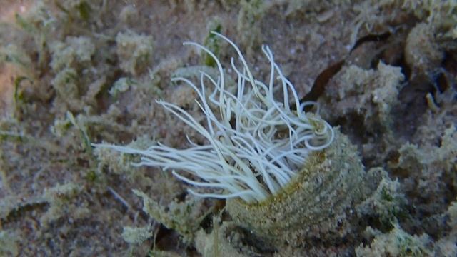 Анемон трубчатый цериантус (Tube Anemone ).Шератон Сома Бзй.Еггипет.Март 2025 с Лилия Драч.
