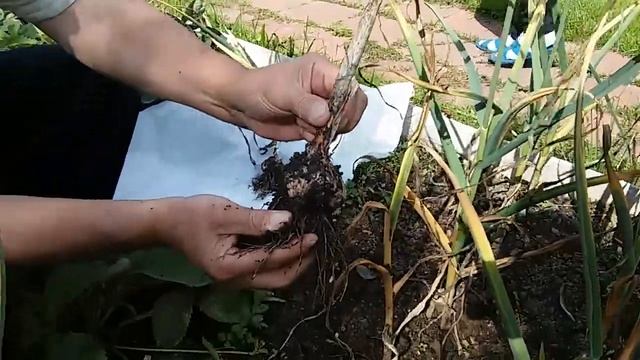 Уборка чеснока - Учимся вместе. смотреть онлайн