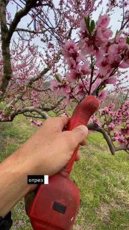 Как правильно обрезать плодовые ветки когда их много на персике и других плодовых деревьях