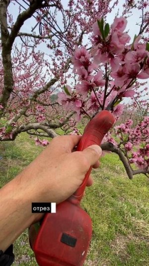 Как правильно обрезать плодовые ветки когда их много на персике и других плодовых деревьях