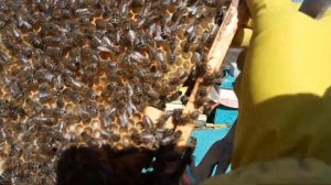 Трутневый расплод 2. Карника на Урале 2021.