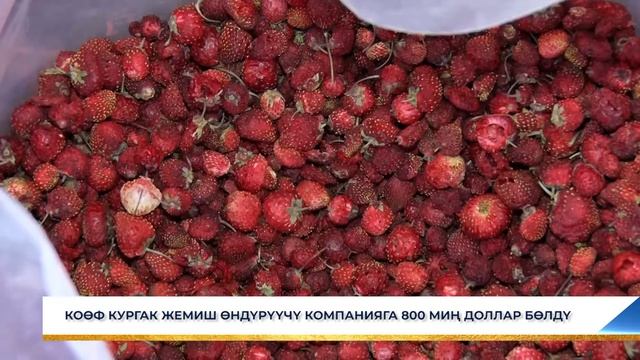 КОӨФ КУРГАК ЖЕМИШ ӨНДҮРҮҮЧҮ КОМПАНИЯГА 800 МИҢ ДОЛЛАР БӨЛДҮ смотреть онлайн