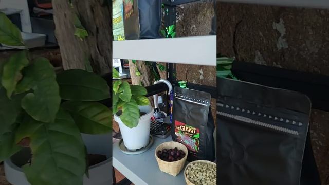 The Giant Cafe, Chiang Mai. Кафе на дереве , Чианг Май #chiangmai #чиангмай смотреть онлайн