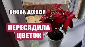 У нас снова дожди. Пересадила цветок. Подшила тюль