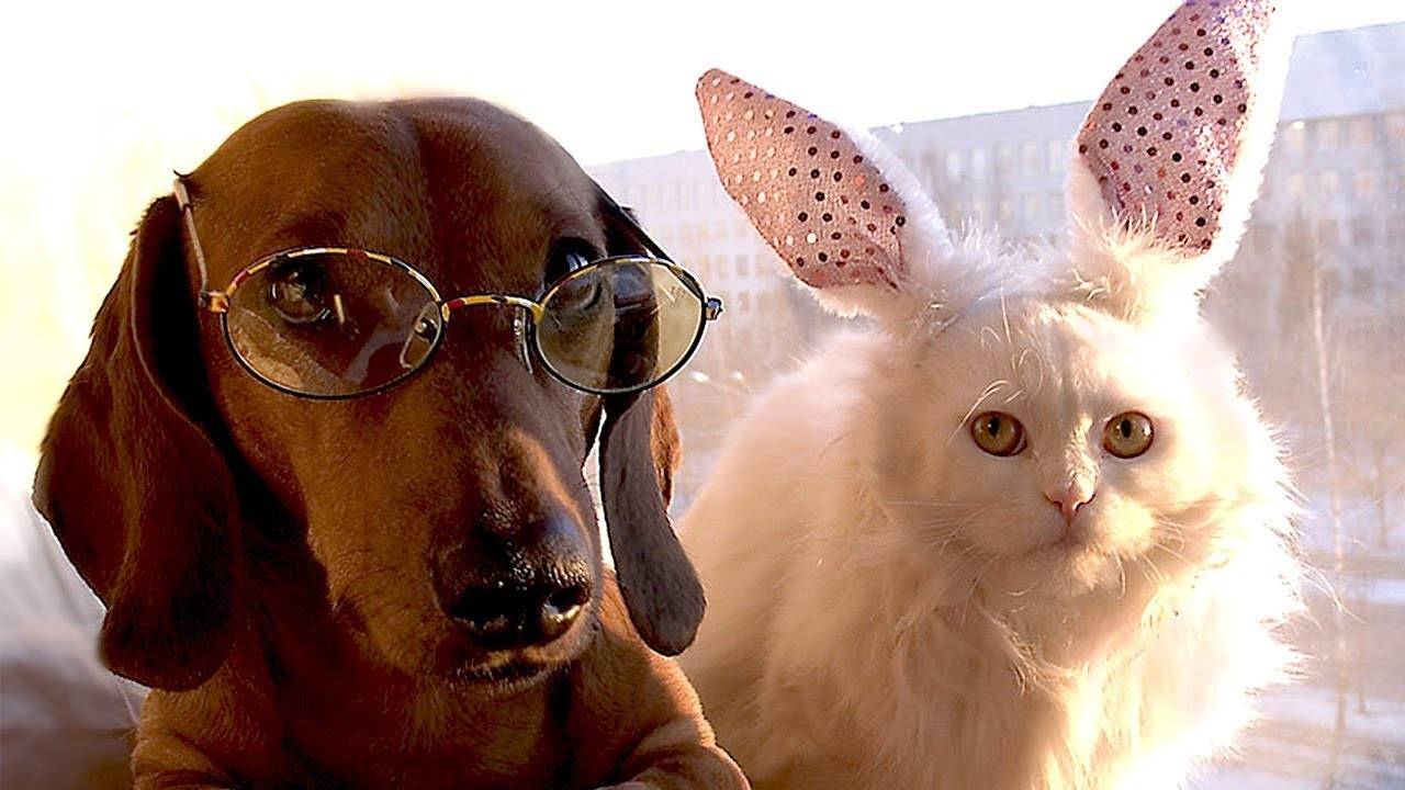 Приколы с Животными😂 Смешное Видео. Смешные Животные смотреть онлайн