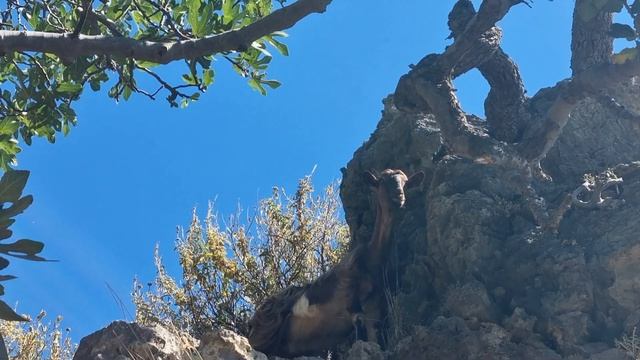 Остров Крит - Посвящение в Пираты / Отдых Детей / Экскурсии Goldfish Ретимно смотреть онлайн