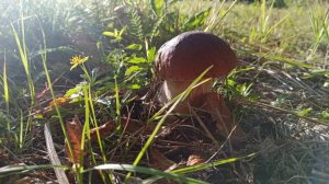 ТУРБАЗА ШУЛКА. КИНОЛОГИЧЕСКИЙ СЕМИНАР.