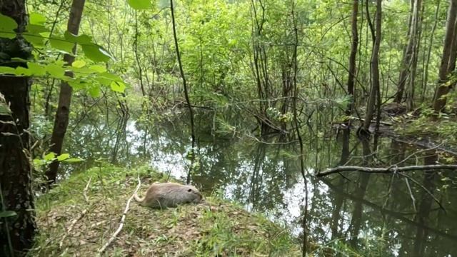 Второй филиал нутриевой фермы смотреть онлайн