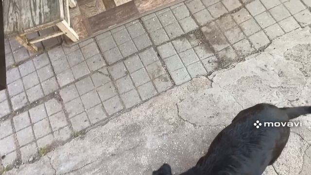 314ч🏡OBERHOF/Весь день с Вами/О Лесосибирске/Томат на зиму/Цветы полив и подкормка смотреть онлайн