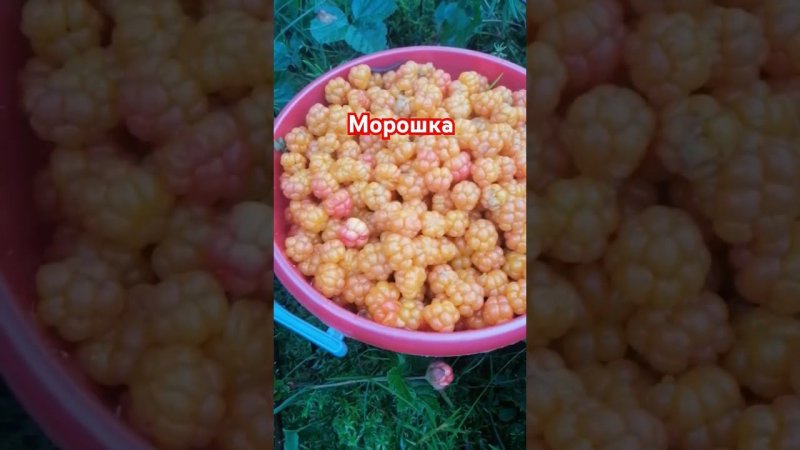 Морошка