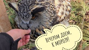 МЧС объявило неделю заморозков - прощаемся с цветочками. Сова Ёль и кошка Морошка не впечатлены