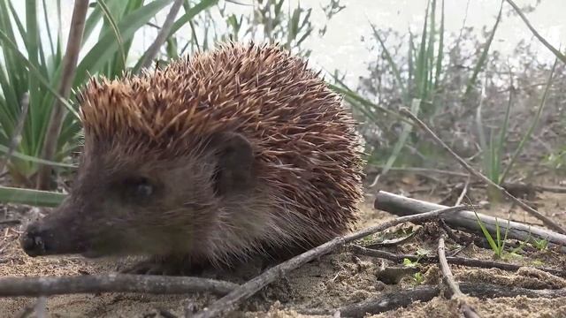 Learn Pets: Cat, Horse, Cow, Chicken, Duck - Farm Animal Sounds смотреть онлайн