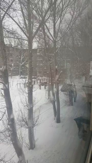 Наши зимние будни. Подкормка птиц. Караганда, январь 2020г.