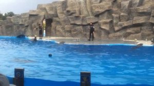 Батуми дельфинарий