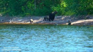 Медведица с тремя медвежатами на берегу Онежского озера.