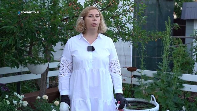 Проводим плановые подкормки. Дачные сезоны смотреть онлайн