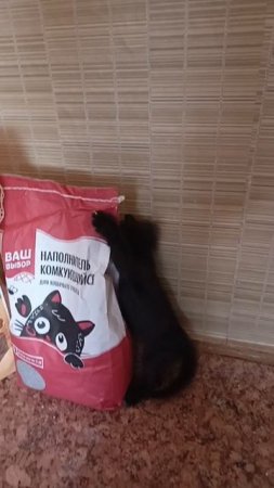 котейка вездесующий