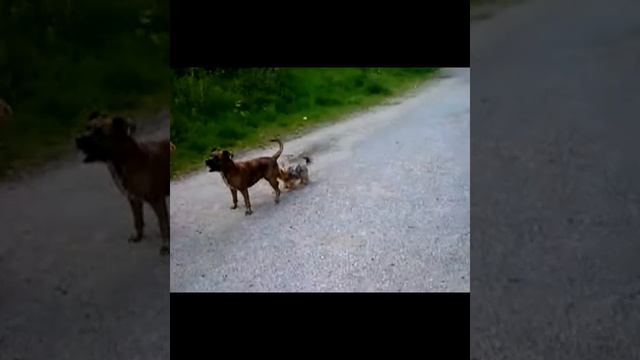 Mini Terrier rammelt Kampfhund - Part 1 смотреть онлайн