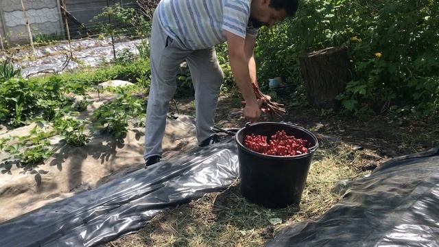 Як з живця винограду виростити саджанець. Частина ІІ. Висаджуємо живці смотреть онлайн