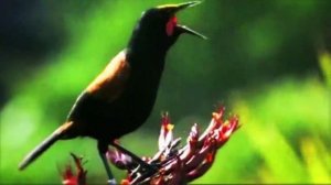 Пение птиц.Участие 60(!) видов птиц 🦜в этой "Опере птиц" впечатляет! Цифровая обработка впечатляет!