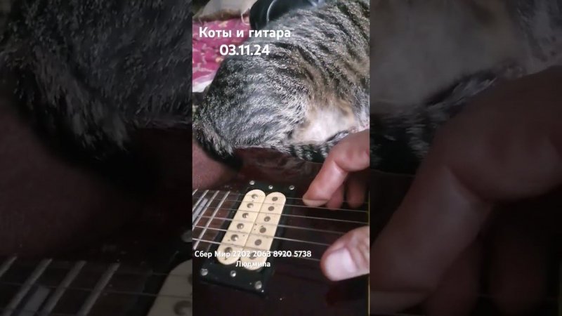 Коты и гитара 03.11.24