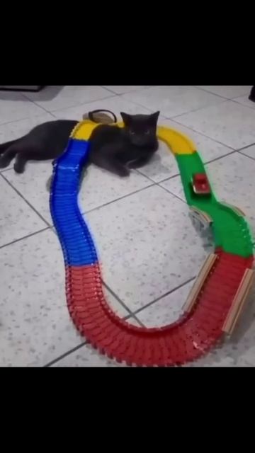 Котики (17) смотреть онлайн