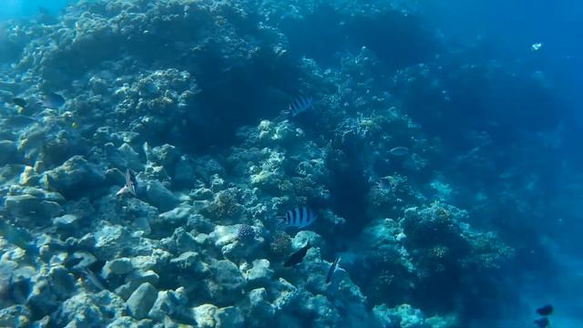 красное море 2015 смотреть онлайн