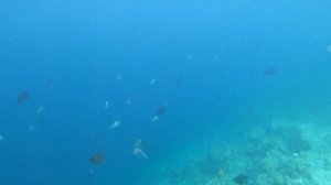 Один из лучших домашних рифов для снорклинга на Мальдивах. Отель Курумба Мальдивы.