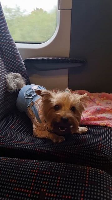 Йорк едит в Клайпеду на поезде 🚆.#Shorts#york#Йорк#Dog#путешествия#travel# смотреть онлайн